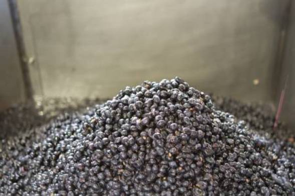Destemmed berries