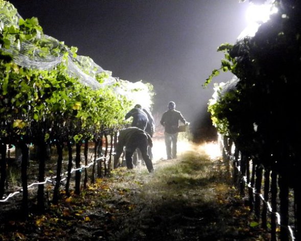 Night harvest