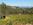 Teepee on Mount Veeder